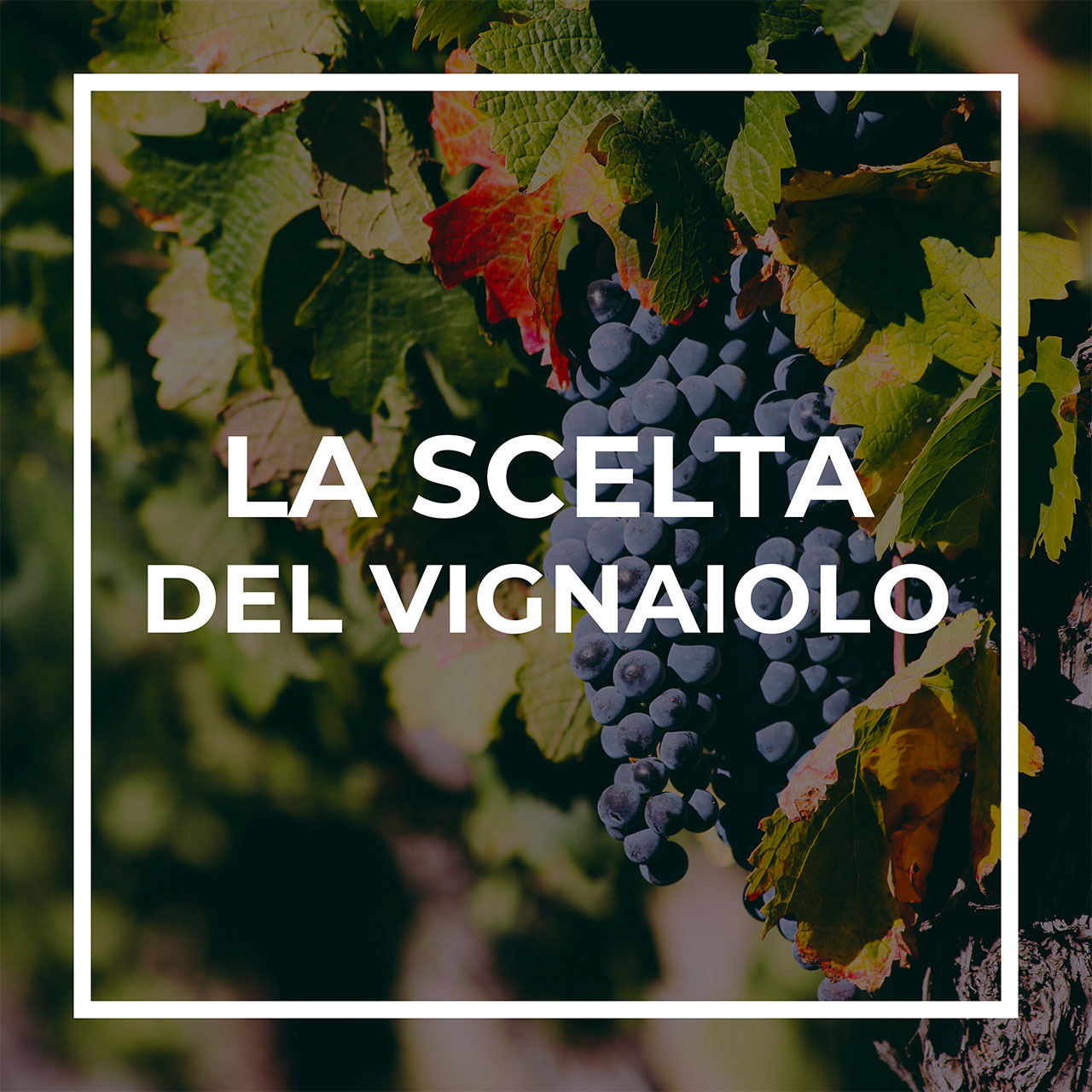 La scelta del vignaiolo